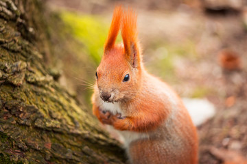 Red squirrel in the park