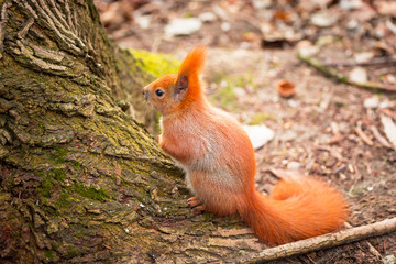 Red squirrel in the park