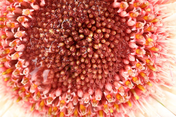 Water drops on gerbera petals, close-up