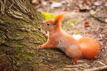 Red squirrel in the park