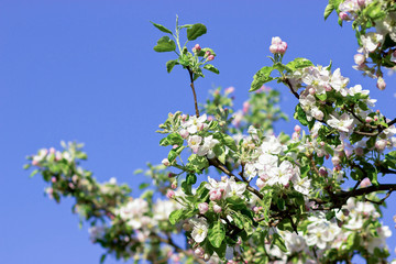 Tree in Blossom