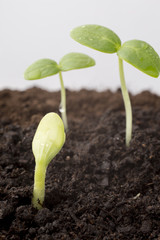 From seeds grown young seedlings.