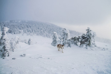 husky dog in mountains