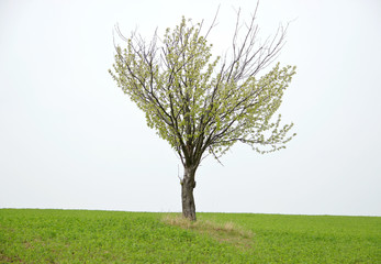 Fototapeta na wymiar Lonely Trees 