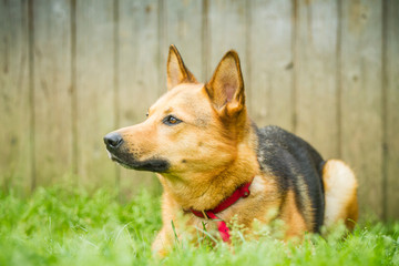 Schäferhund Mischling Portrait