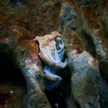 Sad octopus on the rocks deep under water.