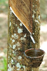 tapping a rubber tree