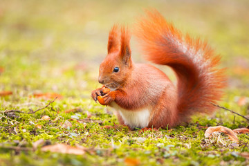 Red squirrel eating hazelnut in the park - obrazy, fototapety, plakaty