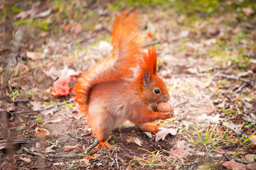 Naklejka na ściany i meble Red squirrel eating hazelnut in the park