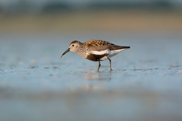 Dunlin