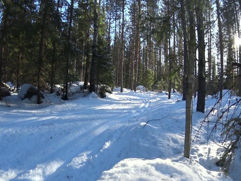 Cross country skiing man in forest