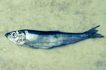 Sprat