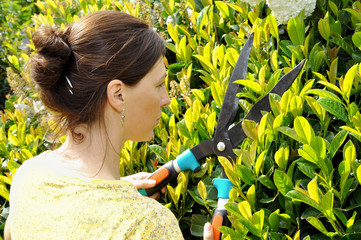 Frau schneidet Hecke mit Heckenschere im Garten
