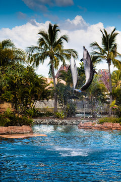Two Jumping Dolphins 1