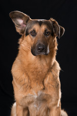 Schäferhundmischling