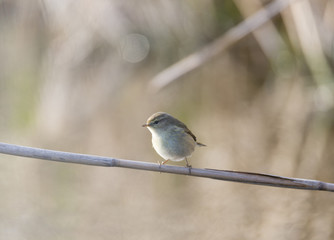 phylloscopus collybita, chiffchaff,