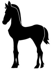 foal