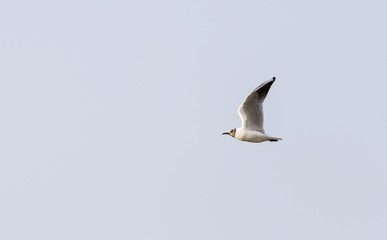 Larus ridibundus, Black-headed gull