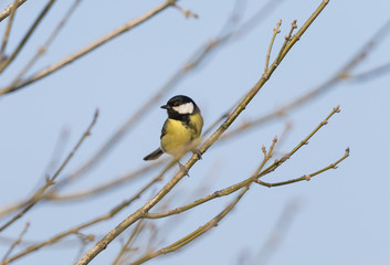 Parus major, saithe common