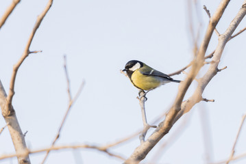 Naklejka premium Parus major, saithe common