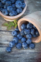 Blueberries in garden