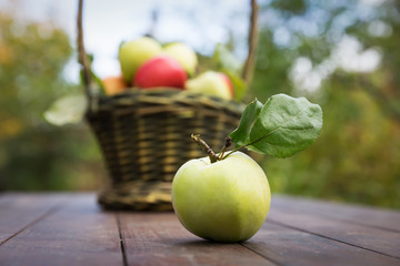 Fresh apple crop outdoors