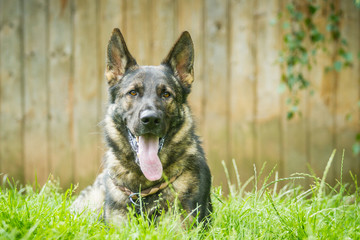 Deutscher Schäferhund Portrait