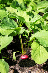 Radishes in the garden