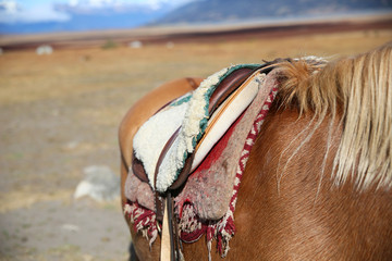Closeup of horse saddle in Patagonian steppe, Argentina - obrazy, fototapety, plakaty