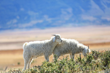 Naklejka na ściany i meble Goats grazing in south Patagonian steppe