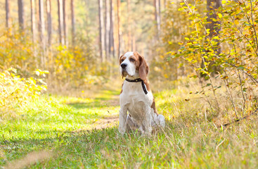 beagle in forest