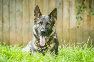 Deutscher Schäferhund