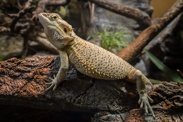 Bartagame