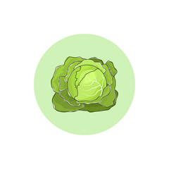 Icon white cabbage vegetable  , vector illustration