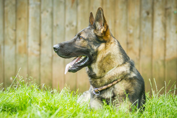 Deutscher Schäferhund Portrait