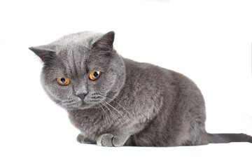 British cat isolated on white