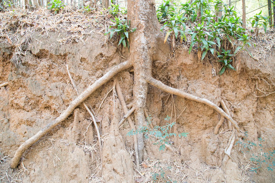Root wood dry in national park