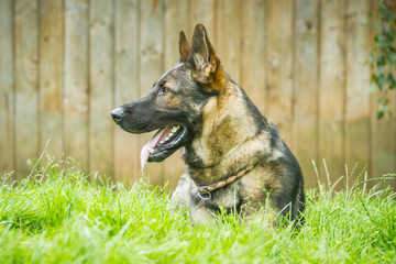Deutscher Schäferhund