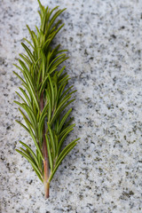 Rosemary herb on a slate of marble