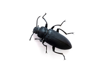 black bug on white background