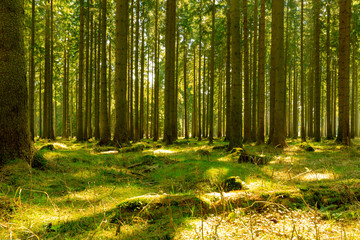 Fototapeta na wymiar Morgenlicht im Wald