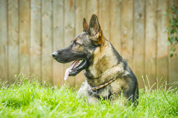 Deutscher Schäferhund