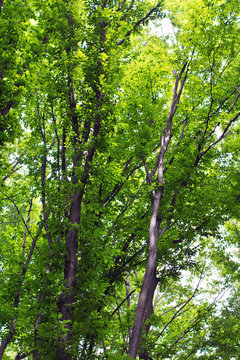 beech tall  green trees in forest