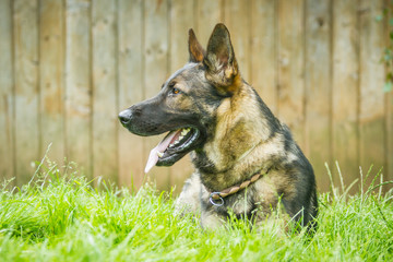 Deutscher Schäferhund