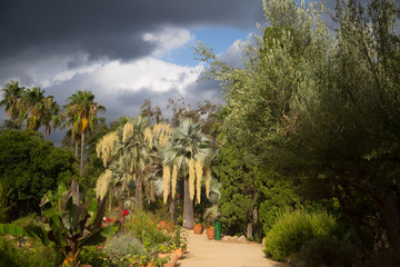 palm trees in tropical garden