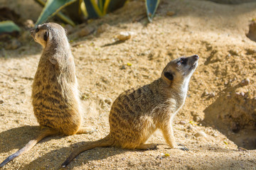 Fototapeta premium Meerkat (Suricata suricatta)
