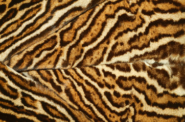 pelliccia di ocelot