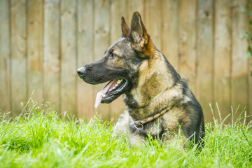 Deutscher Schäferhund