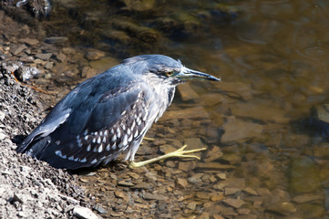 Heron