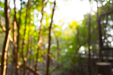 Abstract  the way natural bokeh background